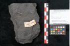 Foto (Objekt + Etikett) von Callipteris sp.  (NHMW-GEO-2024-0188-10912)